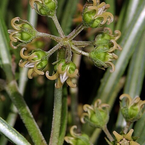 Stenostelma capense unspecified picture