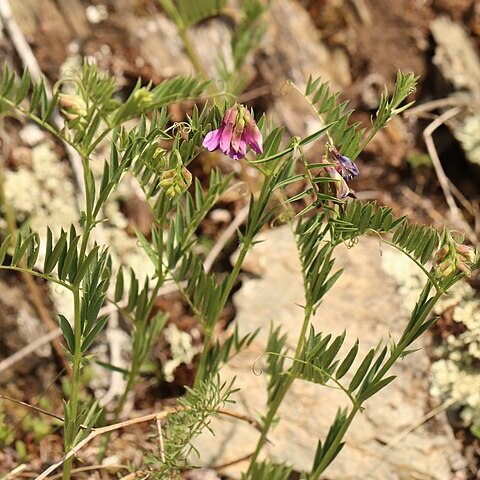 Vicia megalotropis unspecified picture