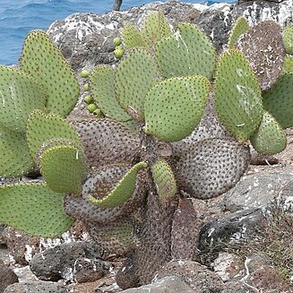 Opuntia echios var. zacana unspecified picture