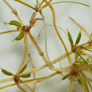 Zannichellia palustris unspecified picture