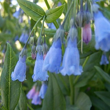 Mertensia arizonica unspecified picture