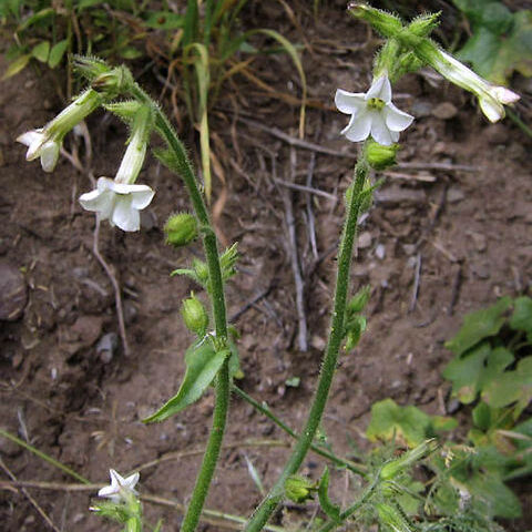 Nicotiana clevelandii unspecified picture