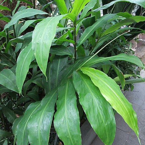 Zingiber ottensii unspecified picture
