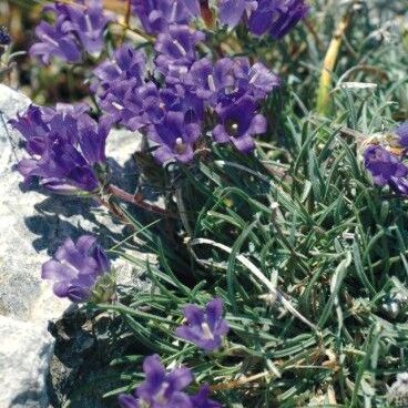 Edraianthus horvatii unspecified picture