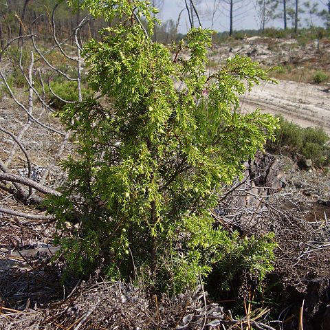 Juniperus navicularis unspecified picture