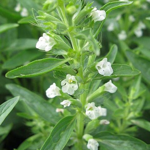 Lallemantia iberica unspecified picture