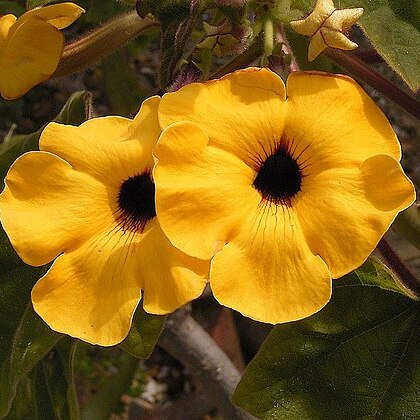 Pedaliaceae unspecified picture