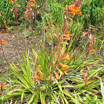 Watsonia pillansii unspecified picture
