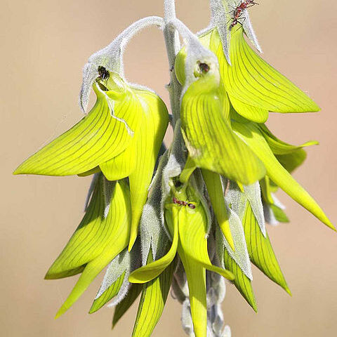 Crotalaria cunninghamii unspecified picture