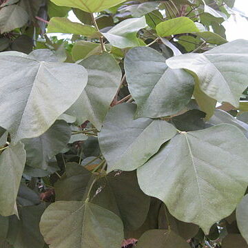 Erythrina madagascariensis unspecified picture