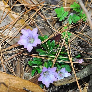 Gentiana duclouxii unspecified picture