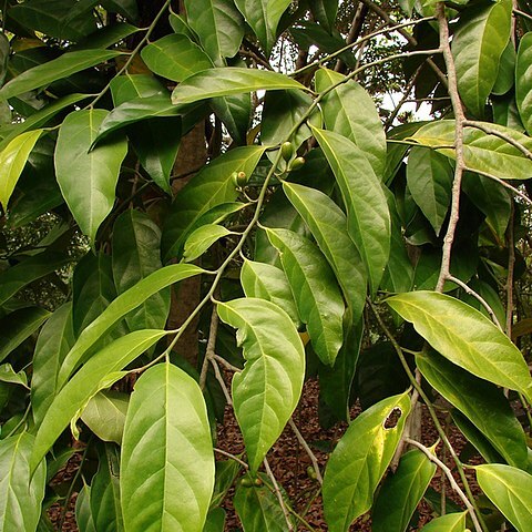 Gomphandra unspecified picture