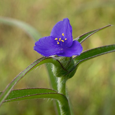Tradescantia reverchonii unspecified picture