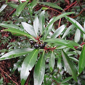 Tasmannia unspecified picture