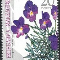 Viola allchariensis unspecified picture
