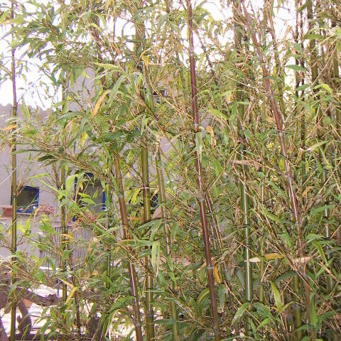 Semiarundinaria unspecified picture