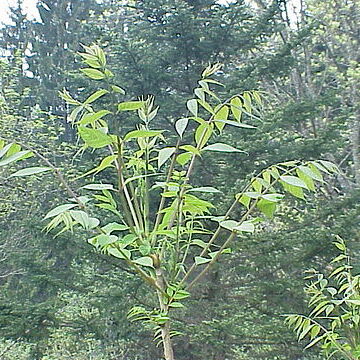 Decaisnea unspecified picture