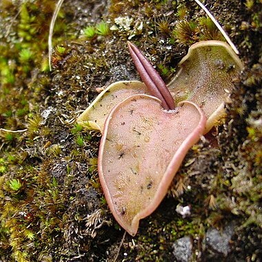 Pinguicula acuminata unspecified picture