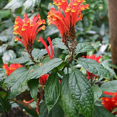 Scutellaria mociniana unspecified picture