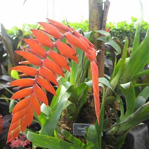Tillandsia dyeriana unspecified picture