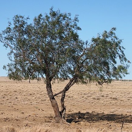 Ventilago viminalis unspecified picture