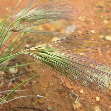 Aristida behriana unspecified picture