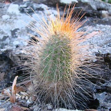 Micranthocereus unspecified picture