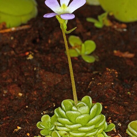 Pinguicula esseriana unspecified picture