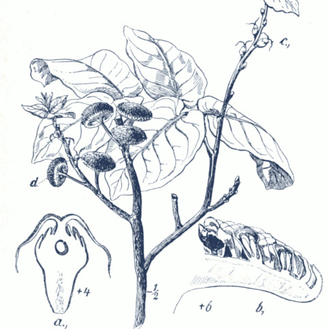 Antiaris unspecified picture