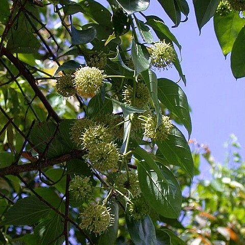 Uncaria rhynchophylla unspecified picture