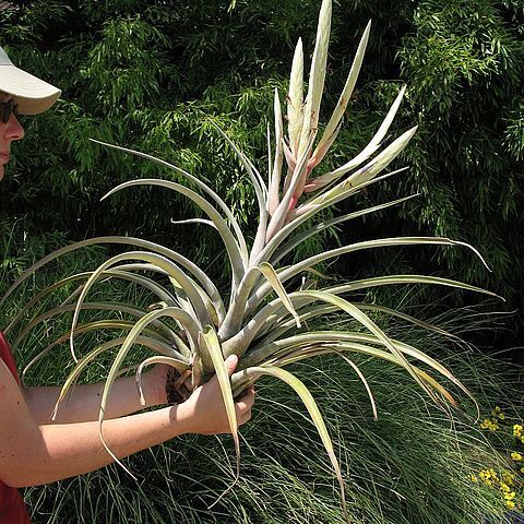 Tillandsia copanensis unspecified picture
