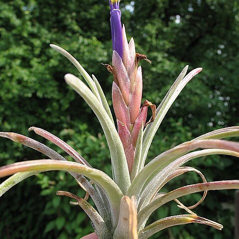 Tillandsia guerreroensis unspecified picture