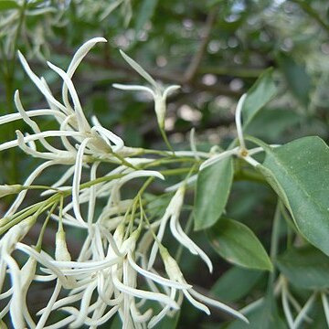 Fraxinus cuspidata unspecified picture