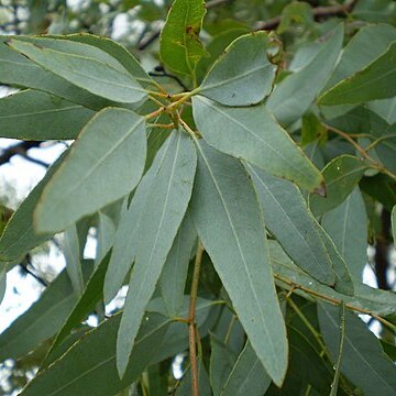 Eucalyptus staigeriana unspecified picture