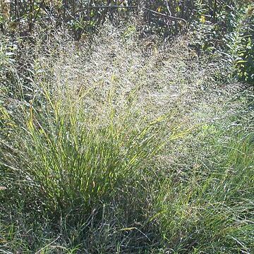 Eragrostis ferruginea unspecified picture
