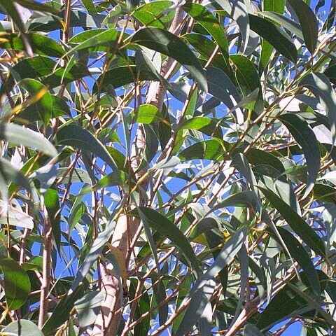 Eucalyptus dendromorpha unspecified picture
