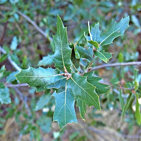 Quercus vaseyana unspecified picture
