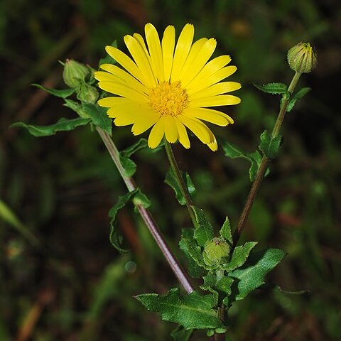 Calendula unspecified picture