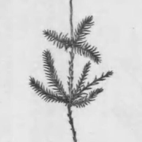 Trachycystis microphylla unspecified picture