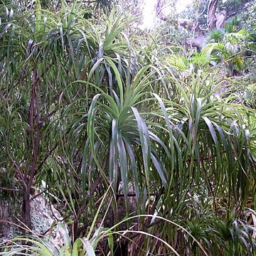 Dracophyllum fitzgeraldii unspecified picture