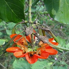 Erythrina subumbrans unspecified picture