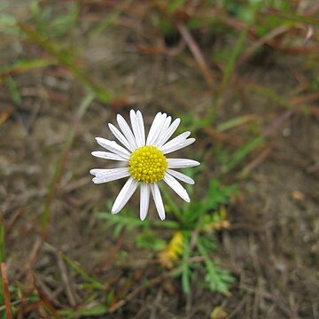 Brachyscome dissectifolia unspecified picture