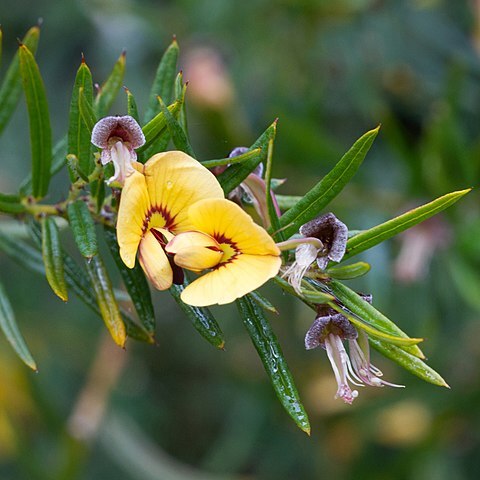 Bossiaea rosmarinifolia unspecified picture