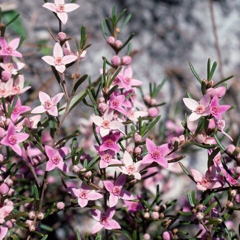 Boronia rosmarinifolia unspecified picture