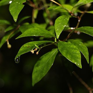 Psychotria simmondsiana unspecified picture
