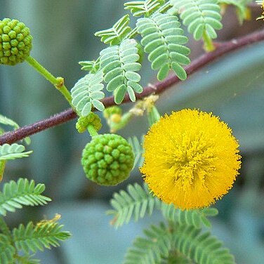 Acacia constricta unspecified picture