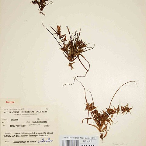 Triceratella unspecified picture
