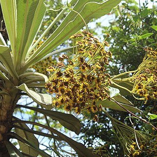 Espeletiopsis pleiochasia unspecified picture