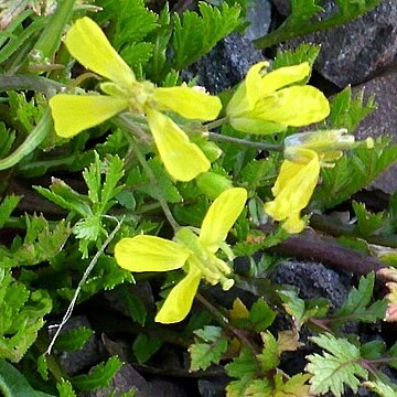 Brassica repanda subsp. blancoana unspecified picture