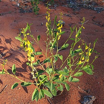 Crotalaria novae-hollandiae unspecified picture